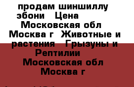 продам шиншиллу, эбони › Цена ­ 2 500 - Московская обл., Москва г. Животные и растения » Грызуны и Рептилии   . Московская обл.,Москва г.